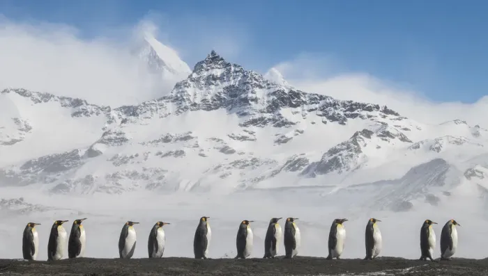Framed Print : King penguins (Aptenodytes patagonicus) commute to their breeding colony in single file Framed Print : King penguins (Aptenodytes patagonicus) commute to their breeding colony in single file