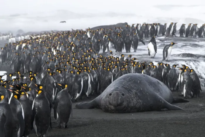 Framed Print : King penguins (Aptenodytes patagonicus) congregate on the beach Framed Print : King penguins (Aptenodytes patagonicus) congregate on the beach
