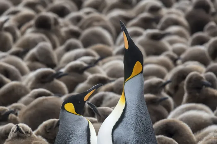 Framed Print : King penguins (Aptenodytes patagonicus) courting in front of a creche of chicks Framed Print : King penguins (Aptenodytes patagonicus) courting in front of a creche of chicks