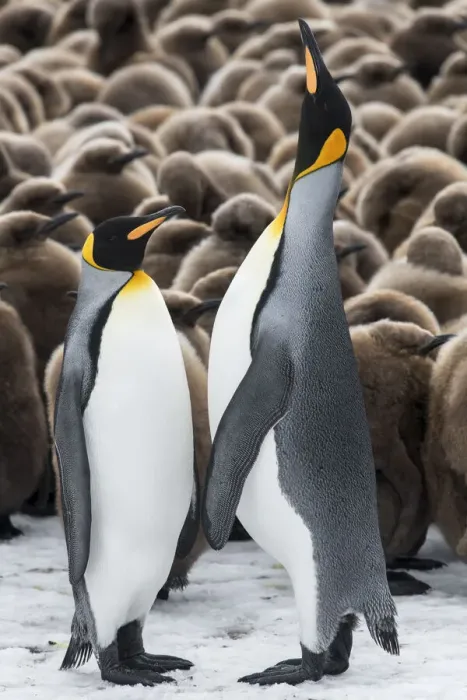 Framed Print : King penguins (Aptenodytes patagonicus) courtship display in front of a creche of chicks