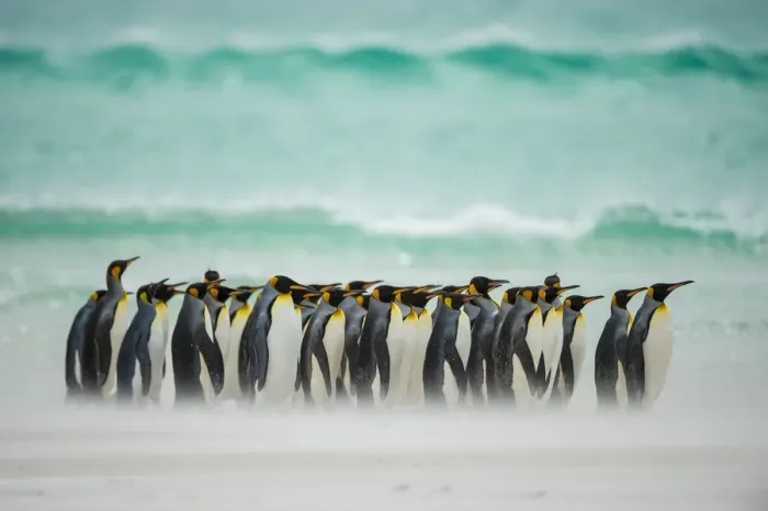 Framed Print : King penguins (Aptenodytes patagonicus) group walking along beach in front of wave Framed Print : King penguins (Aptenodytes patagonicus) group walking along beach in front of wave