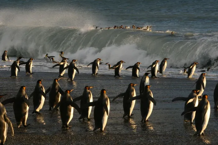 Framed Print : King penguins (Aptenodytes patagonicus) heading out to sea, crossing tidal surf to Framed Print : King penguins (Aptenodytes patagonicus) heading out to sea, crossing tidal surf to