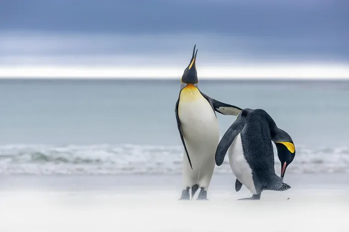 Framed Print : Two King penguins (Aptenodytes patagonicus) interacting on beach against a stormy sky, Falkland Islands. January Framed Print : Two King penguins (Aptenodytes patagonicus) interacting on beach against a stormy sky, Falkland Islands. January