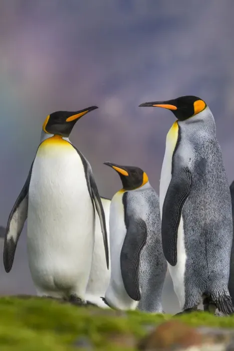 Framed Print : Three King penguins (Aptenodytes patagonicus) in light drizzle with a faint rainbow