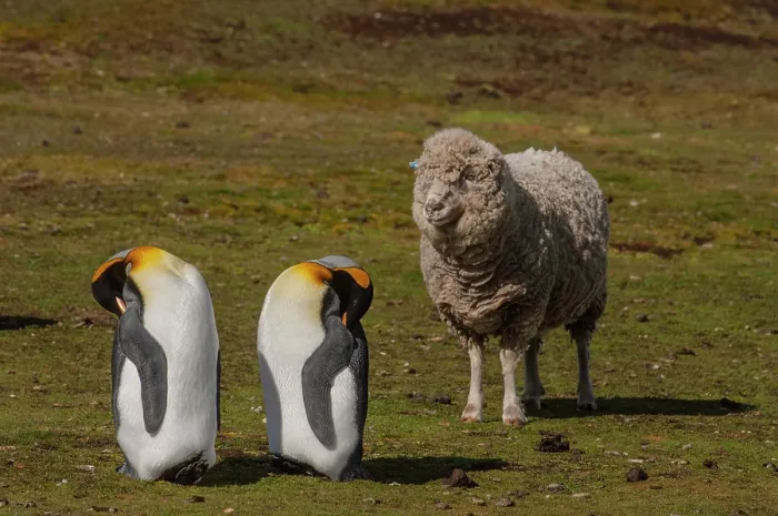 Framed Print : Two King penguins (Aptenodytes patagonicus patagonicus) resting side by side on grassland with a sheep behind. Their colony is on a working sheep farm Framed Print : Two King penguins (Aptenodytes patagonicus patagonicus) resting side by side on grassland with a sheep behind. Their colony is on a working sheep farm