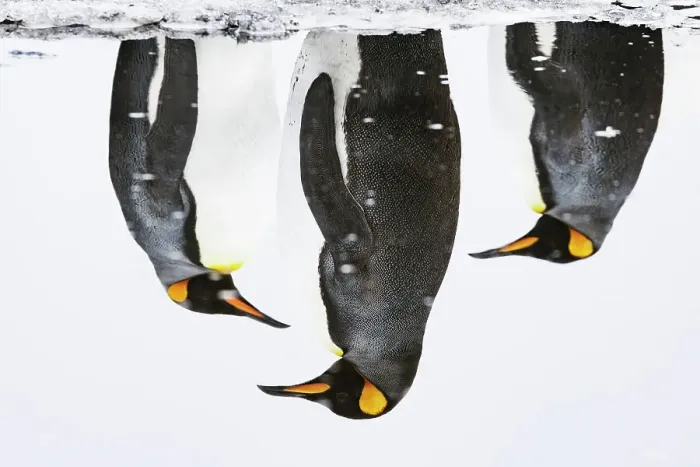 Framed Print : Three King penguins (Aptenodytes patagonicus) reflections in water, Salisbury Plain, South Georgia, Southern Ocean Framed Print : Three King penguins (Aptenodytes patagonicus) reflections in water, Salisbury Plain, South Georgia, Southern Ocean