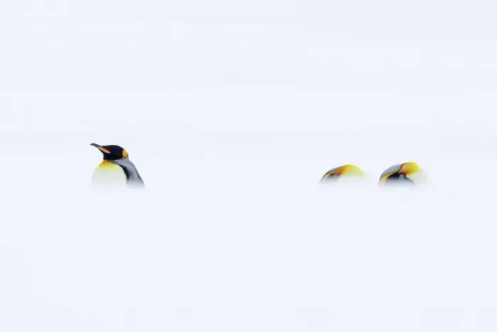 Framed Print : Three King penguins (Aptenodytes patagonicus) resting in snowy conditions, South Georgia Framed Print : Three King penguins (Aptenodytes patagonicus) resting in snowy conditions, South Georgia