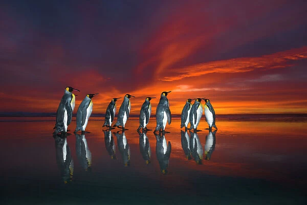 King penguins (Aptenodytes patagonicus) at sunrise, Falklands. Highly honoured in the Ocean View Category of the Nature's Best Windland Smith Rice Ocean View Competition 2017