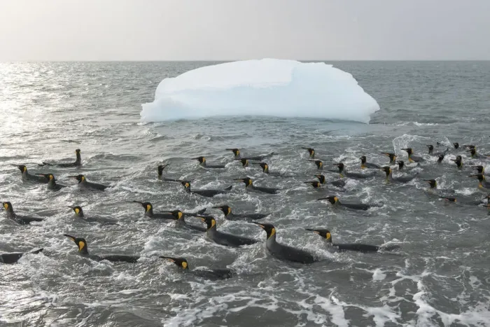 Framed Print : King penguins (Aptenodytes patagonicus) swimming in the surf to clean their plumage Framed Print : King penguins (Aptenodytes patagonicus) swimming in the surf to clean their plumage