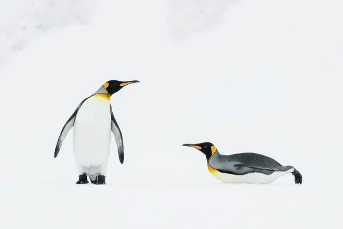 Framed Print : King penguins (Aptenodytes patagonicus) walk back to their breeding colony. Right Whale Bay, South Georgia Island Framed Print : King penguins (Aptenodytes patagonicus) walk back to their breeding colony. Right Whale Bay, South Georgia Island