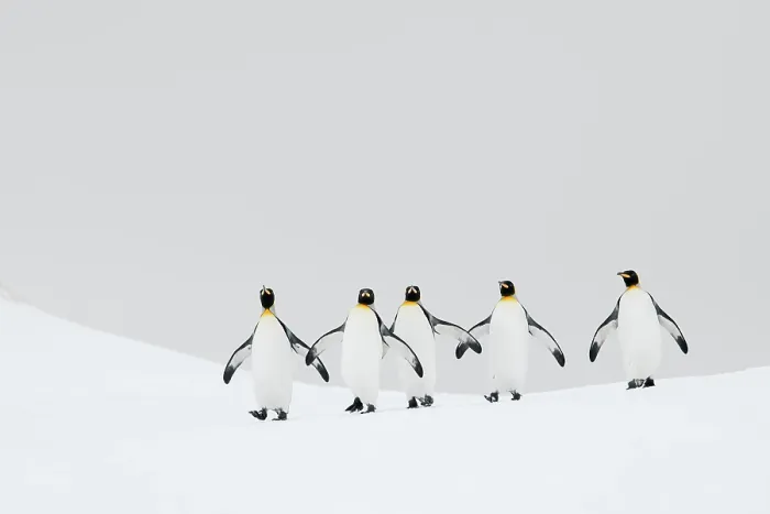 Framed Print : King penguins (Aptenodytes patagonicus) walking back to their breeding colony. Right Whale Bay, South Georgia Island Framed Print : King penguins (Aptenodytes patagonicus) walking back to their breeding colony. Right Whale Bay, South Georgia Island