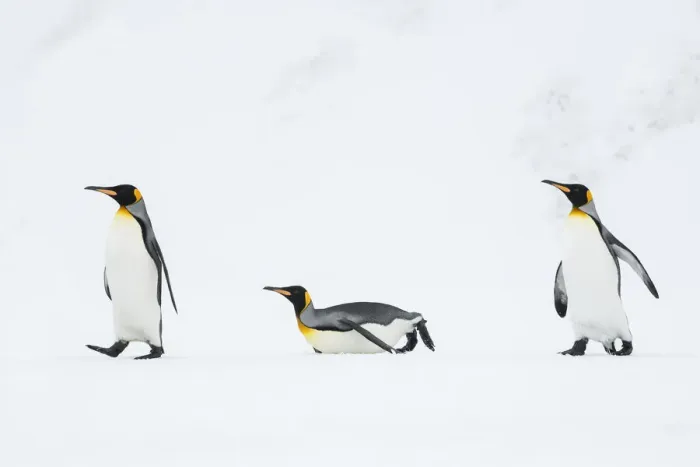 Framed Print : King penguins (Aptenodytes patagonicus) walking back to their breeding colony Framed Print : King penguins (Aptenodytes patagonicus) walking back to their breeding colony