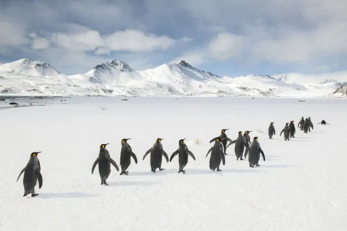 Framed Print : King penguins (Aptenodytes patagonicus) walking to the breeding colony Framed Print : King penguins (Aptenodytes patagonicus) walking to the breeding colony