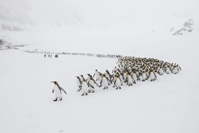 Framed Print : King penguins (Aptenodytes patagonicus) walking from their breeding colony to Right
