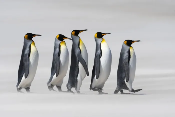 Framed Print : King penguins (Aptenodytes patagonicus) walking in line on a windy beach. Sanders Island Framed Print : King penguins (Aptenodytes patagonicus) walking in line on a windy beach. Sanders Island