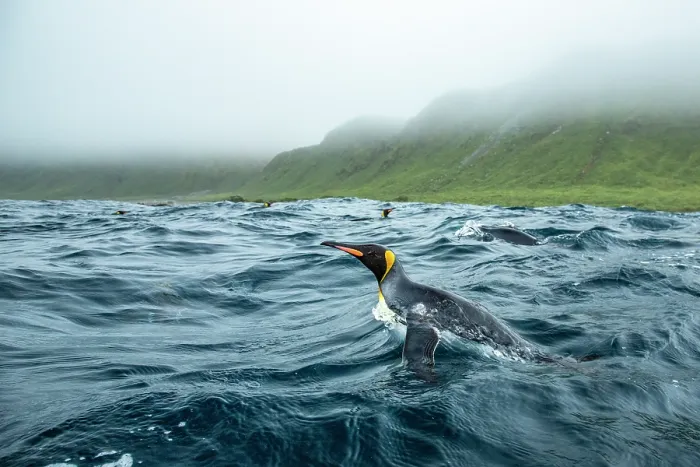 Framed Print : King penguins (Aptenodytes patagonicus) in the water off Macquarie Island, Australian Sub Antarctic Island, southwest Pacific Ocean Framed Print : King penguins (Aptenodytes patagonicus) in the water off Macquarie Island, Australian Sub Antarctic Island, southwest Pacific Ocean