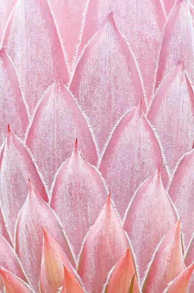 King Protea (Protea cynaroides) bud close-up detail. Maui, Hawaii, February