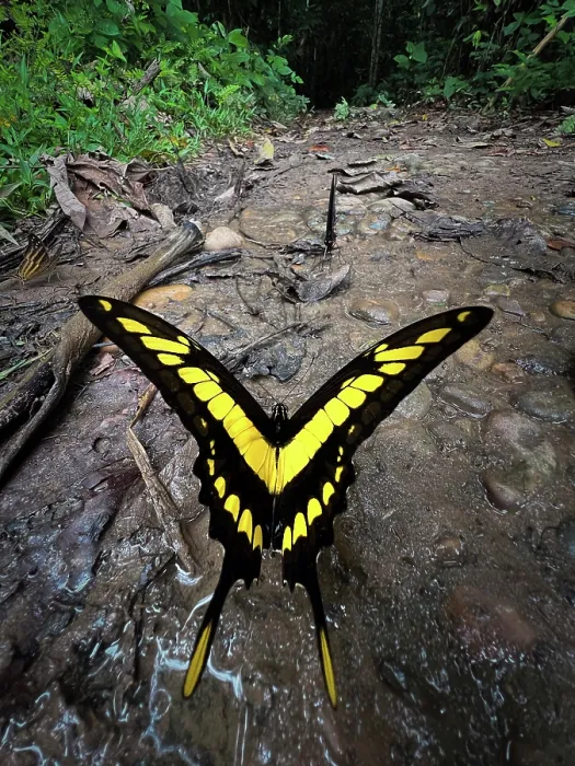 Framed Print : King swallowtail (Papilio thoas) portrait, Las Piedras, Madre de dios, Amazon rainforest, Peru Framed Print : King swallowtail (Papilio thoas) portrait, Las Piedras, Madre de dios, Amazon rainforest, Peru