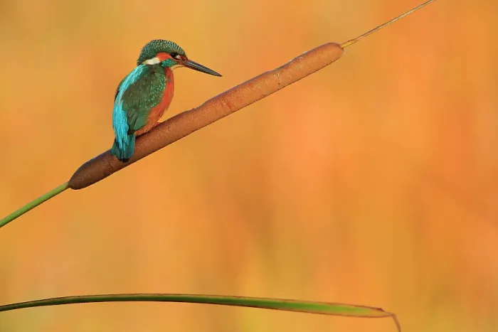 Framed Print : Kingfisher (Alcedo athis) perched on bull rush, Ubrique, Andalusia, Southern Spain, November Framed Print : Kingfisher (Alcedo athis) perched on bull rush, Ubrique, Andalusia, Southern Spain, November