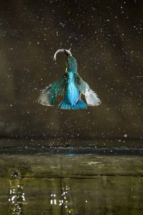 Framed Print : Kingfisher (Alcedo atthis) flying up out of water carrying fish, rear view, Balatonfuzfo Framed Print : Kingfisher (Alcedo atthis) flying up out of water carrying fish, rear view, Balatonfuzfo