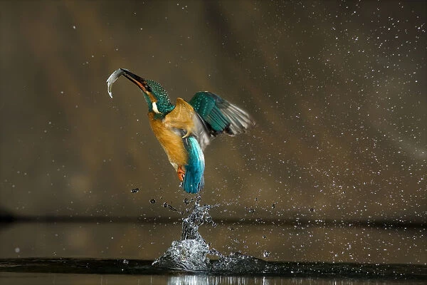 Kingfisher (Alcedo atthis) flying out of water with fish, Balatonfuzfo, Hungary