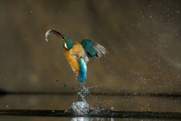 Framed Print : Kingfisher (Alcedo atthis) flying out of water with fish, Balatonfuzfo, Hungary Framed Print : Kingfisher (Alcedo atthis) flying out of water with fish, Balatonfuzfo, Hungary