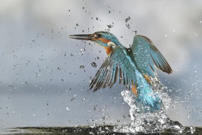 Framed Print : Kingfisher (Alcedo atthis) male, after diving, taking off from water, Lorraine, France, July