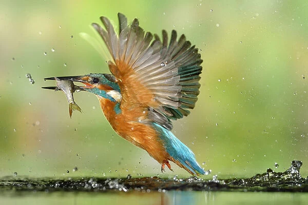 Kingfisher (Alcedo atthis) male, after diving, taking off from water with fish, a Common Roach