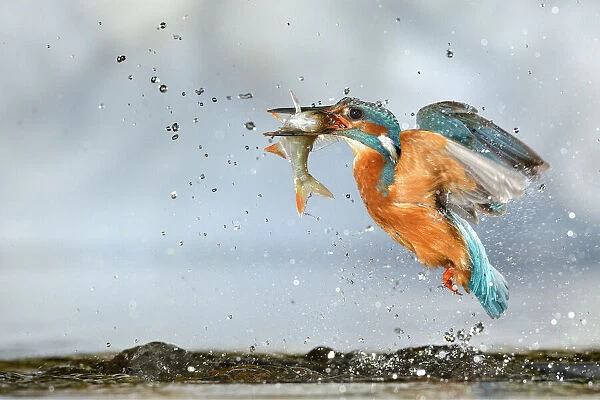 Kingfisher (Alcedo atthis) male, after diving, taking off from water with fish, a Common Roach (Rutilus rutilus) Lorraine, France, July