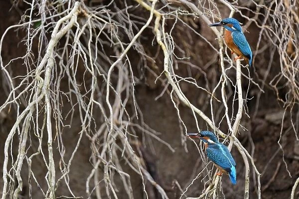 Kingfisher ( Alcedo atthis) male and female perched on a root when building the nest