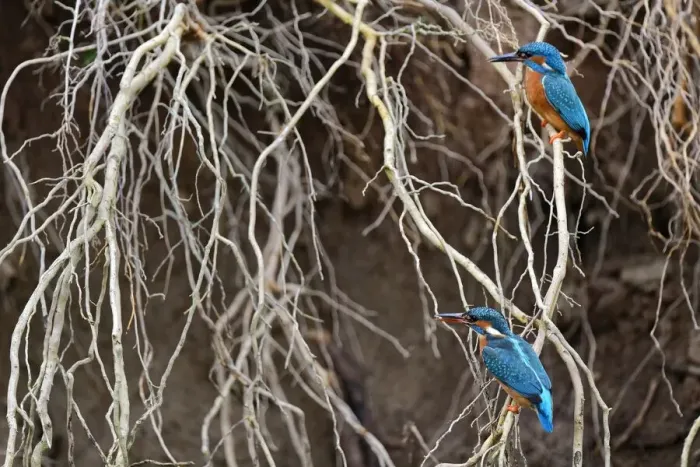 Framed Print : Kingfisher ( Alcedo atthis) male and female perched on a root when building the nest Framed Print : Kingfisher ( Alcedo atthis) male and female perched on a root when building the nest