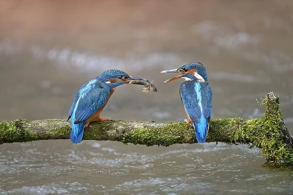 Kingfisher (Alcedo atthis) male passing fish to female, courtship behaviour, Lorraine