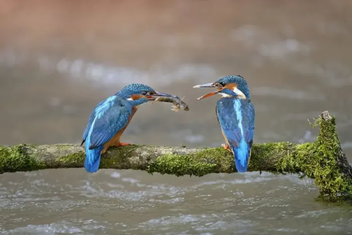 Framed Print : Kingfisher (Alcedo atthis) male passing fish to female, courtship behaviour, Lorraine Framed Print : Kingfisher (Alcedo atthis) male passing fish to female, courtship behaviour, Lorraine