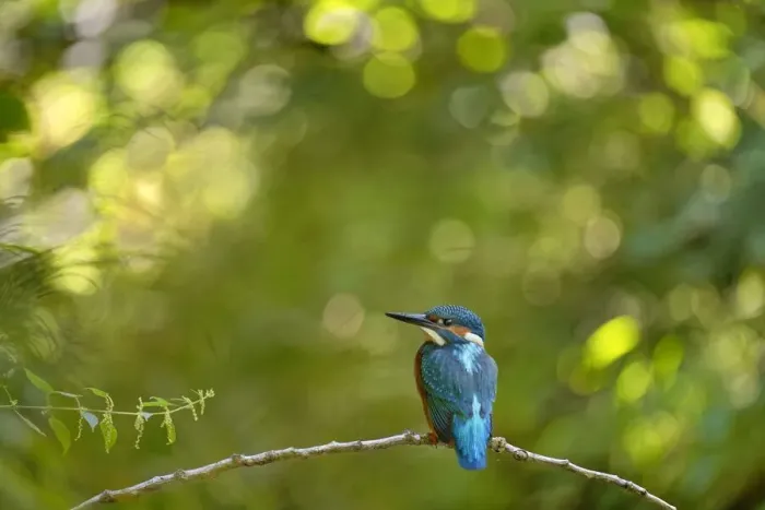 Framed Print : Kingfisher (Alcedo atthis) male perched on branch, Lorraine, France, July