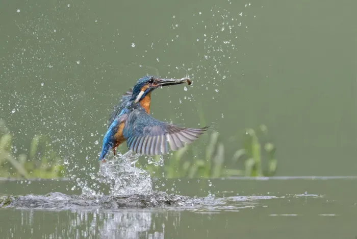 Framed Print : Kingfisher (Alcedo atthis) male taking off from water after diving for fish, Worcestershire Framed Print : Kingfisher (Alcedo atthis) male taking off from water after diving for fish, Worcestershire