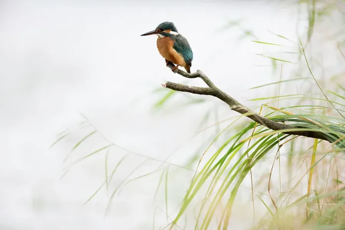 Framed Print : Kingfisher (Alcedo atthis) perched on branch, Black Forest, Baden-Wurttemberg, Germany Framed Print : Kingfisher (Alcedo atthis) perched on branch, Black Forest, Baden-Wurttemberg, Germany