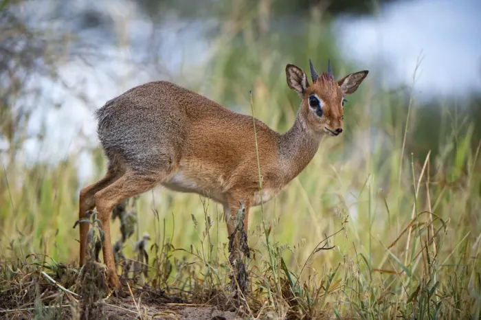 Framed Print : Kirks Dik-Dik (Madoqua kirki) male standing in tall grass, Tarangire National Park, Tanzania Framed Print : Kirks Dik-Dik (Madoqua kirki) male standing in tall grass, Tarangire National Park, Tanzania
