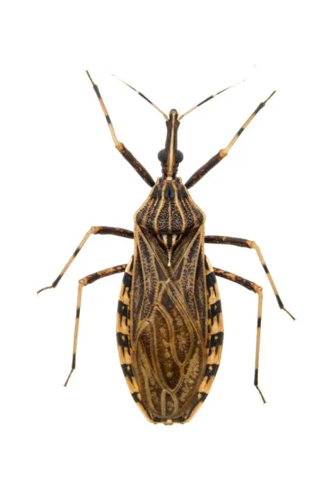 Framed Print : Kissing bug (Rhodnius pictipes), an important vector in the spread of Chagas disease Framed Print : Kissing bug (Rhodnius pictipes), an important vector in the spread of Chagas disease