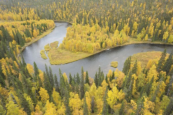 Kitkajoki River, Oulanka National Park, Finland, September 2008. Woodland predominantly Spruce