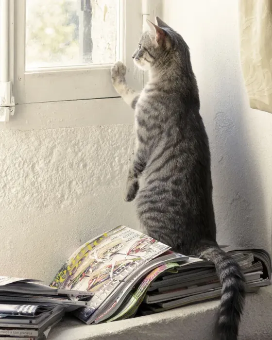 Framed Print : Kitten looking out of window, France
