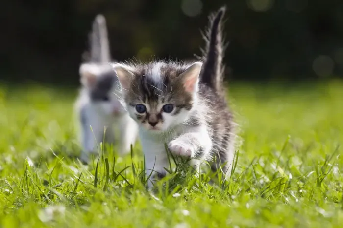 Framed Print : Kittens exploring garden lawn, Germany Framed Print : Kittens exploring garden lawn, Germany