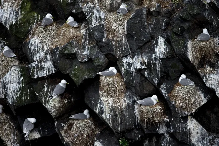 Framed Print : Kittiwake (Rissa tridactyla) colony nesting on rocks, Iceland. June