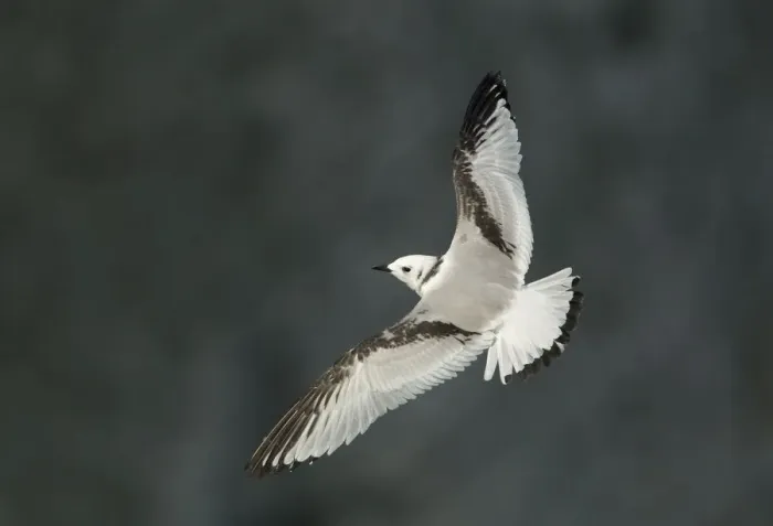 Framed Print : Kittiwake (Rissa tridactyla) in flight, juvenile. Bempton, Yorkshire, UK, August Framed Print : Kittiwake (Rissa tridactyla) in flight, juvenile. Bempton, Yorkshire, UK, August