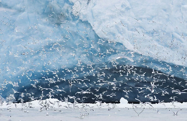 Kittiwake (Rissa tridactyla) flock feeding in from of the Monaco Glacier, Leifdefjord