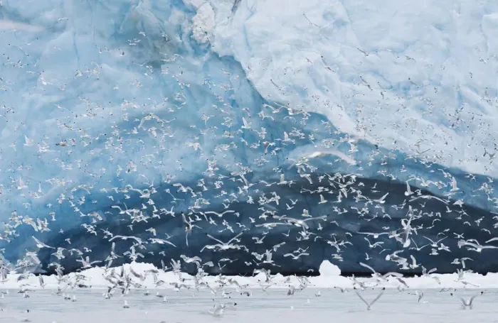 Framed Print : Kittiwake (Rissa tridactyla) flock feeding in from of the Monaco Glacier, Leifdefjord Framed Print : Kittiwake (Rissa tridactyla) flock feeding in from of the Monaco Glacier, Leifdefjord