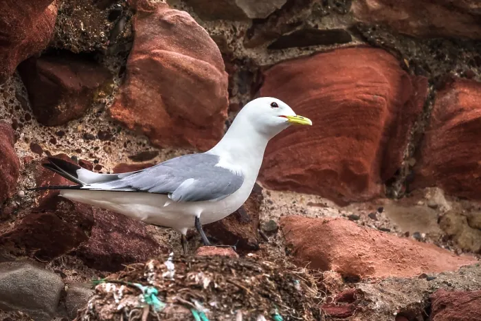 Framed Print : Kittiwake (Rissa tridactyla) perched on the old bricks of Dunbar Castle, East Lothian, Scotland, UK. May Framed Print : Kittiwake (Rissa tridactyla) perched on the old bricks of Dunbar Castle, East Lothian, Scotland, UK. May