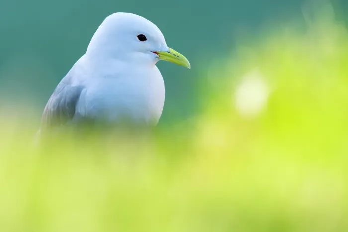 Framed Print : Kittiwake (Rissa tridactyla) portrait, Varanger Peninsula, Finnmark, Norway. June Framed Print : Kittiwake (Rissa tridactyla) portrait, Varanger Peninsula, Finnmark, Norway. June