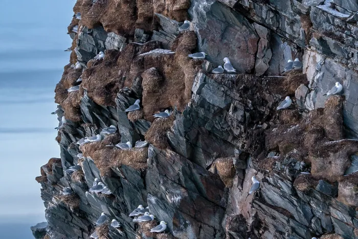 Framed Print : Kittiwakes (Rissa tridactyla) breeding colony on cliffs, Hornoya, Varanger, Finnmark, Norway. March Framed Print : Kittiwakes (Rissa tridactyla) breeding colony on cliffs, Hornoya, Varanger, Finnmark, Norway. March