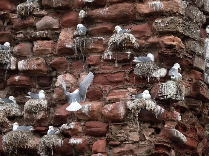 Framed Print : Kittiwakes (Rissa tridactyla) nesting colony on the old bricks of Dunbar Castle, East Lothian, Scotland, UK. May Framed Print : Kittiwakes (Rissa tridactyla) nesting colony on the old bricks of Dunbar Castle, East Lothian, Scotland, UK. May