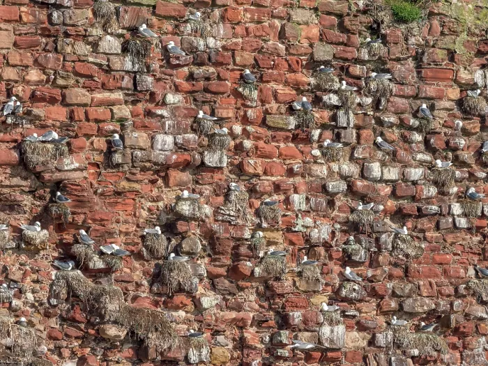 Framed Print : Kittiwakes (Rissa tridactyla) nesting colony on ruins of castle wall, Dunbar Castle, East Lothian, Scotland, UK. May Framed Print : Kittiwakes (Rissa tridactyla) nesting colony on ruins of castle wall, Dunbar Castle, East Lothian, Scotland, UK. May